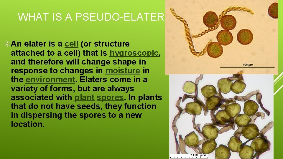 WHAT IS A PSEUDO-ELATER? An elater is a cell (or structure attached to a