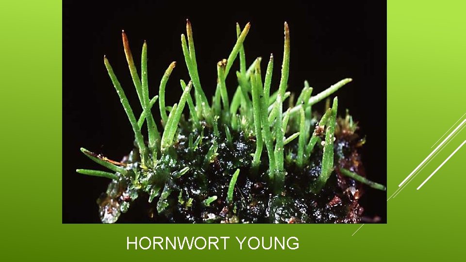 HORNWORT YOUNG 