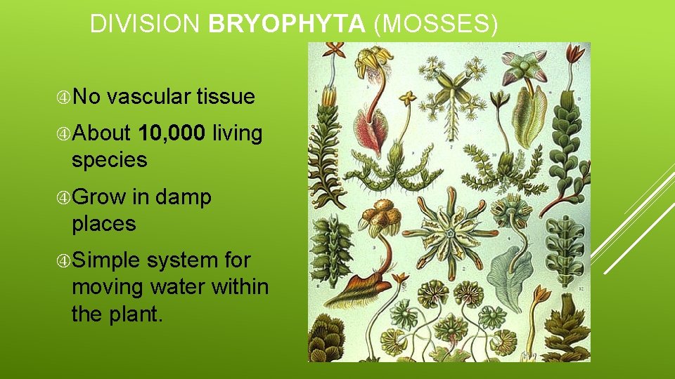 DIVISION BRYOPHYTA (MOSSES) No vascular tissue About 10, 000 living species Grow in damp