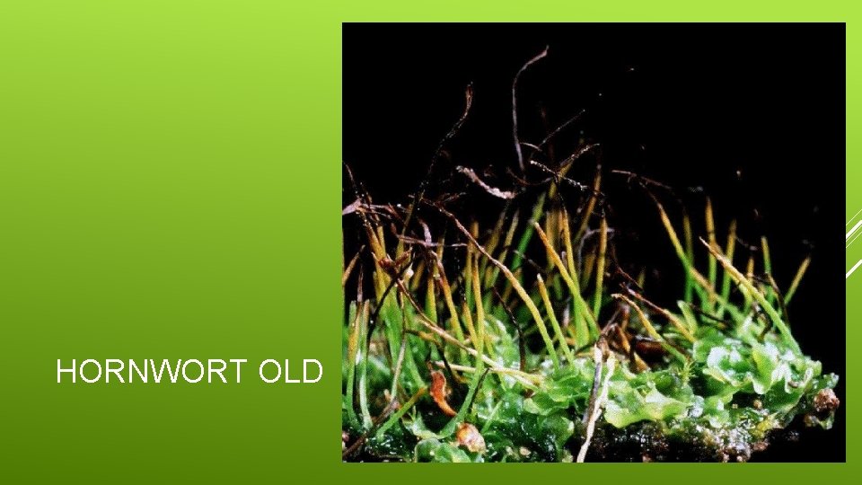 HORNWORT OLD 