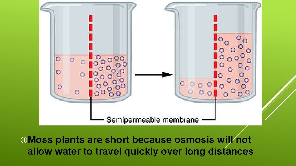  Moss plants are short because osmosis will not allow water to travel quickly
