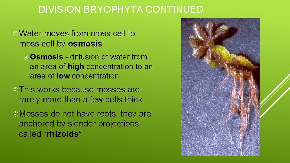 DIVISION BRYOPHYTA CONTINUED Water moves from moss cell to moss cell by osmosis Osmosis