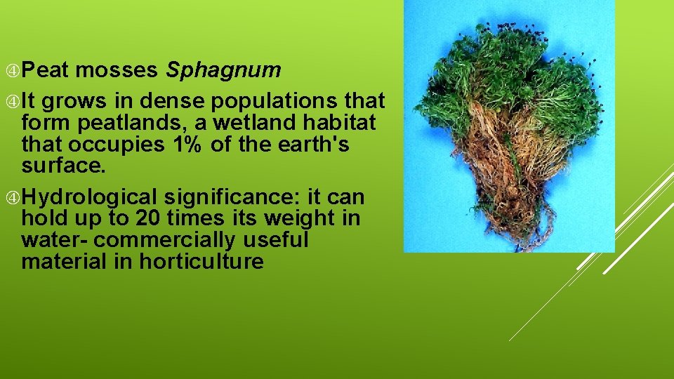  Peat mosses Sphagnum It grows in dense populations that form peatlands, a wetland