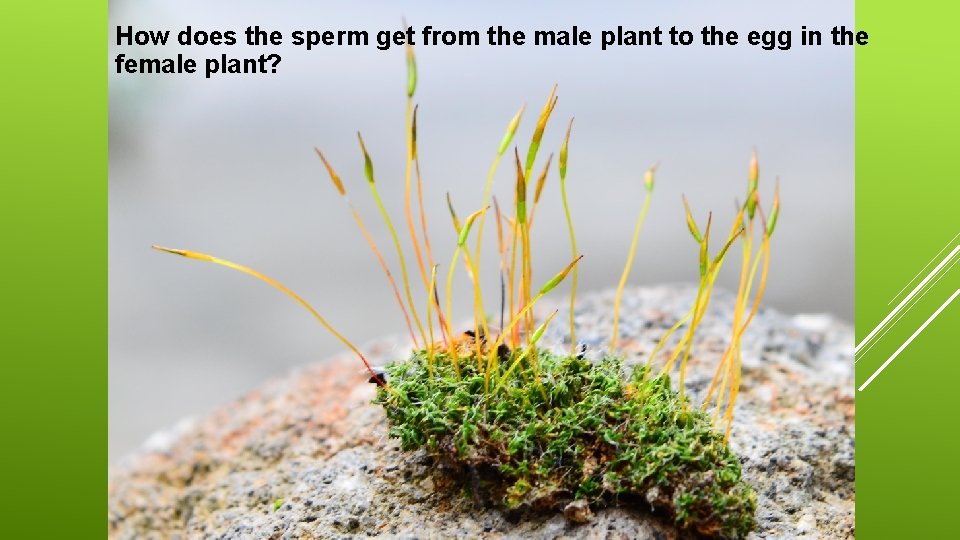 How does the sperm get from the male plant to the egg in the