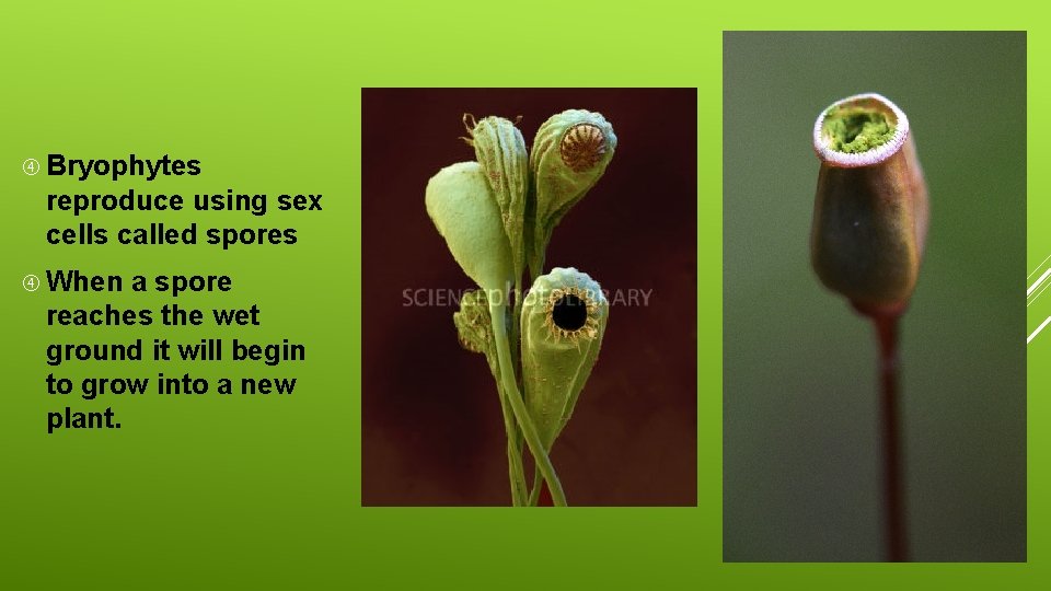  Bryophytes reproduce using sex cells called spores When a spore reaches the wet
