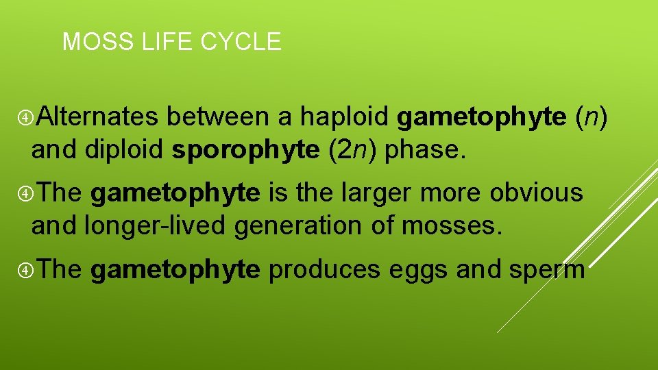 MOSS LIFE CYCLE Alternates between a haploid gametophyte (n) and diploid sporophyte (2 n)
