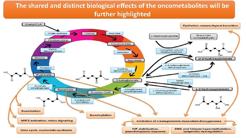 The shared and distinct biological effects of the oncometabolites will be further highlighted 