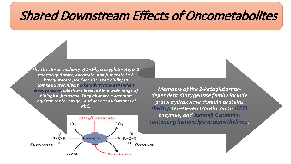 Shared Downstream Effects of Oncometabolites The structural similarity of D-2 -hydroxyglutarate, L- 2 -hydroxyglutarate,