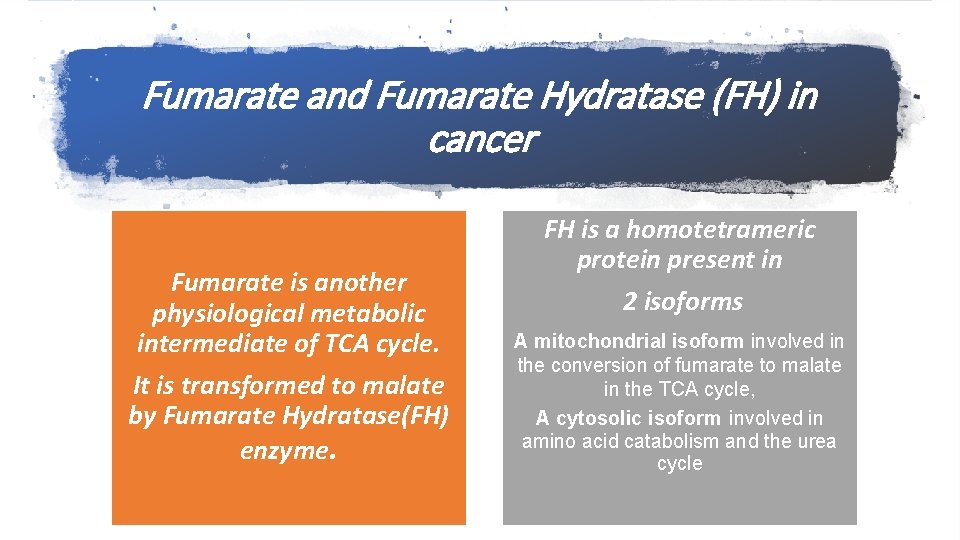 Fumarate and Fumarate Hydratase (FH) in cancer Fumarate is another physiological metabolic intermediate of
