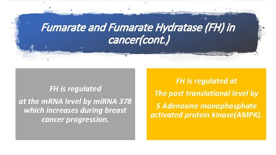 Fumarate and Fumarate Hydratase (FH) in cancer(cont. ) FH is regulated at the m.