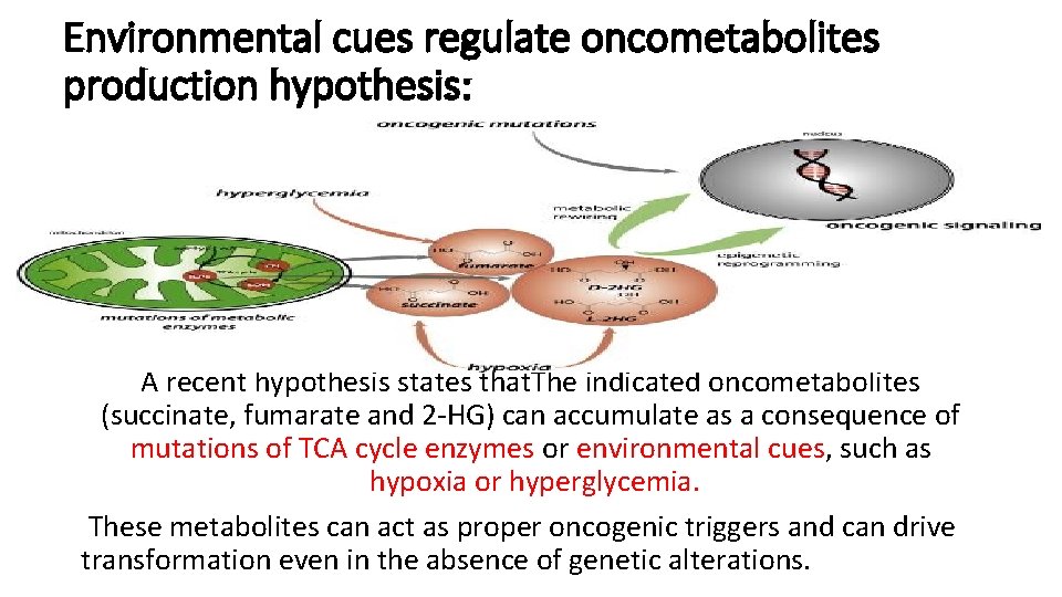 Environmental cues regulate oncometabolites production hypothesis: A recent hypothesis states that. The indicated oncometabolites