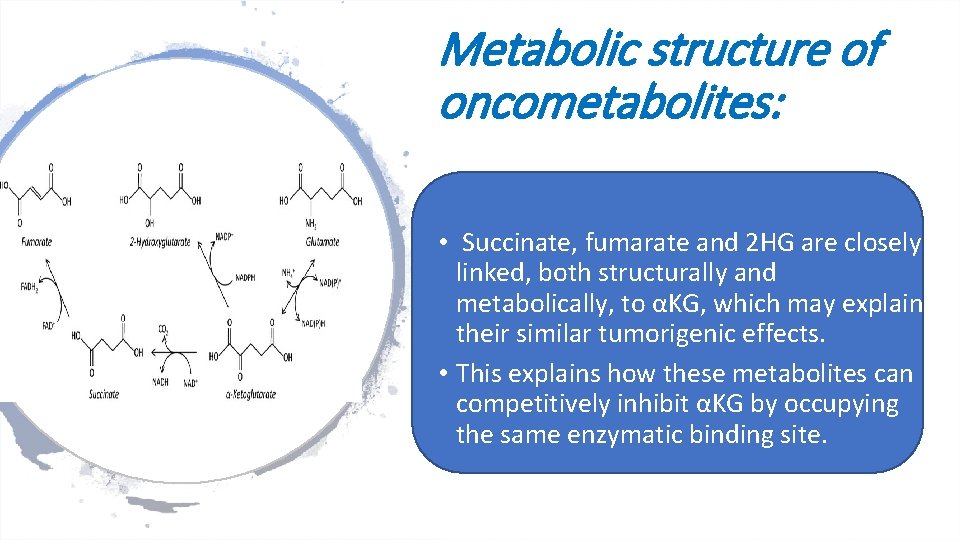 Metabolic structure of oncometabolites: • Succinate, fumarate and 2 HG are closely linked, both