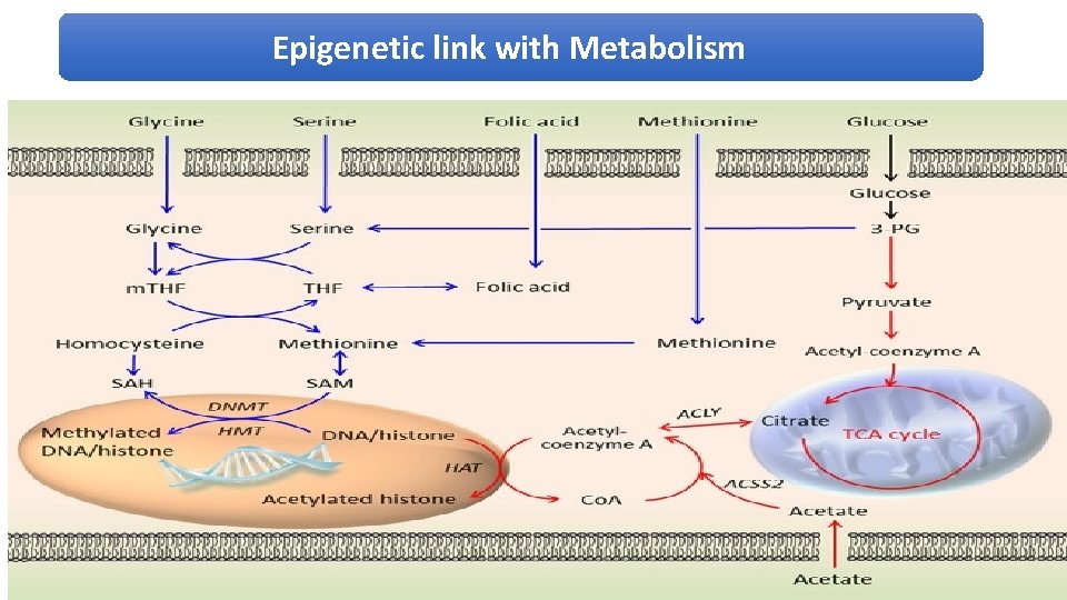 Epigenetic link with Metabolism 