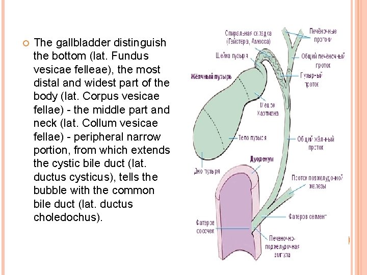  The gallbladder distinguish the bottom (lat. Fundus vesicae felleae), the most distal and