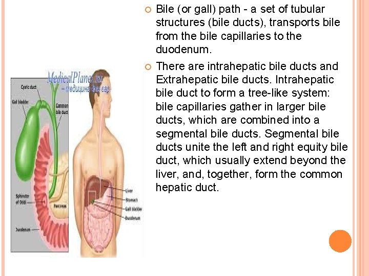  Bile (or gall) path - a set of tubular structures (bile ducts), transports