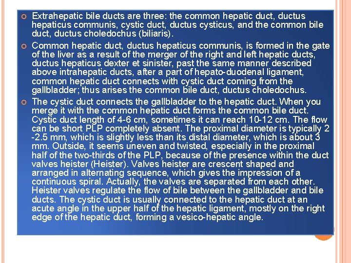  Extrahepatic bile ducts are three: the common hepatic duct, ductus hepaticus communis, cystic