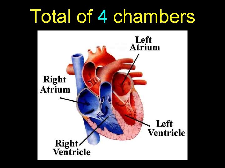 Total of 4 chambers 