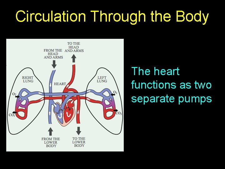 Circulation Through the Body The heart functions as two separate pumps 