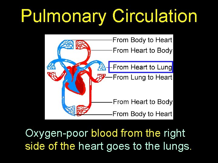 Pulmonary Circulation Oxygen-poor blood from the right side of the heart goes to the