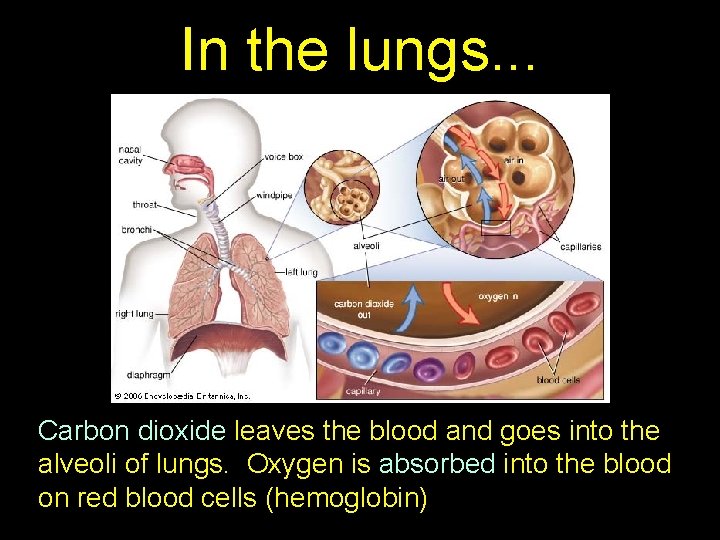 In the lungs. . . Carbon dioxide leaves the blood and goes into the