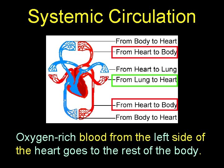 Systemic Circulation Oxygen-rich blood from the left side of the heart goes to the