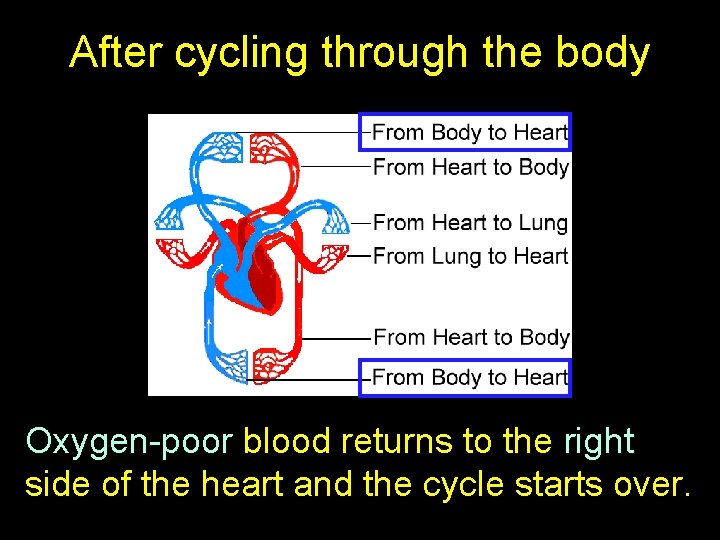 After cycling through the body Oxygen-poor blood returns to the right side of the