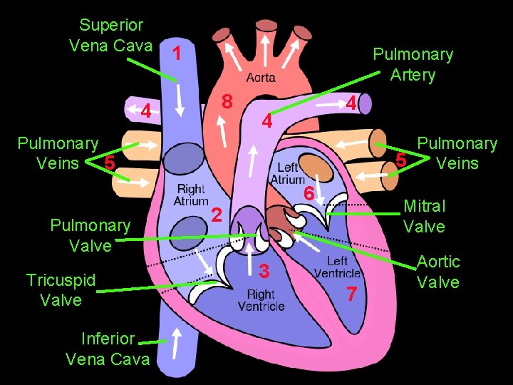 Superior Vena Cava 4 1 Pulmonary Artery 8 4 4 Pulmonary Veins 5 Pulmonary