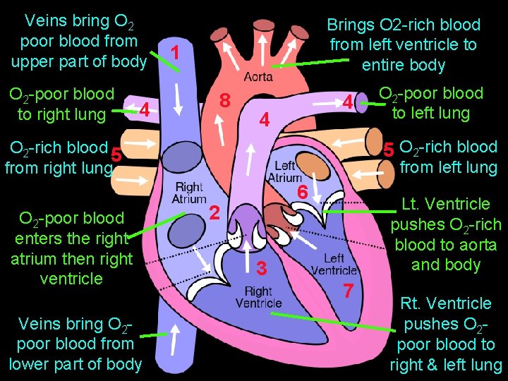 Veins bring O 2 poor blood from upper part of body O 2 -poor