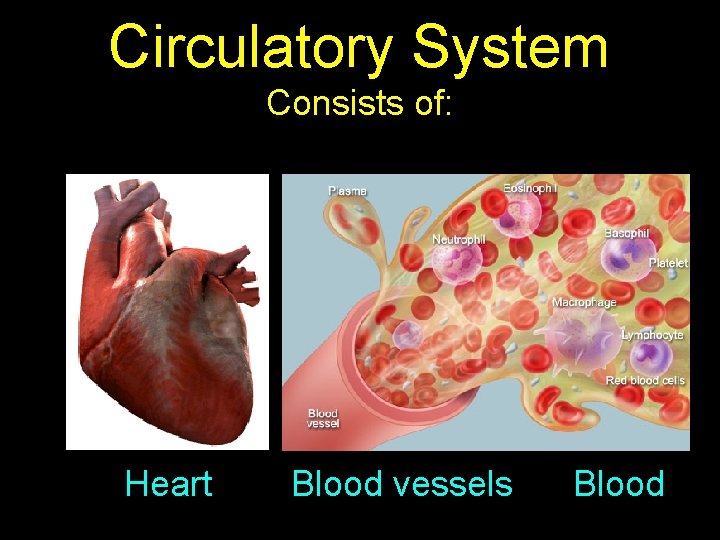 Circulatory System Consists of: Heart Blood vessels Blood 