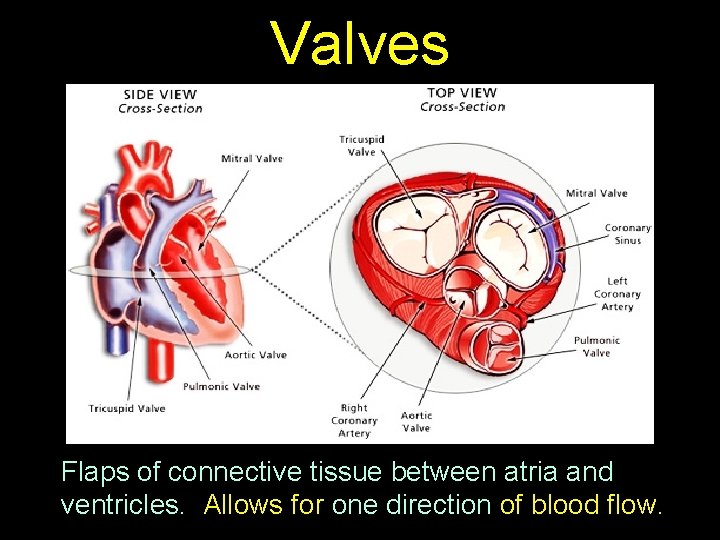 Valves Flaps of connective tissue between atria and ventricles. Allows for one direction of