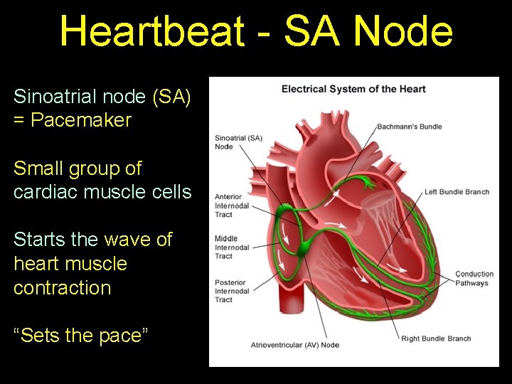 Heartbeat - SA Node Sinoatrial node (SA) = Pacemaker Small group of cardiac muscle