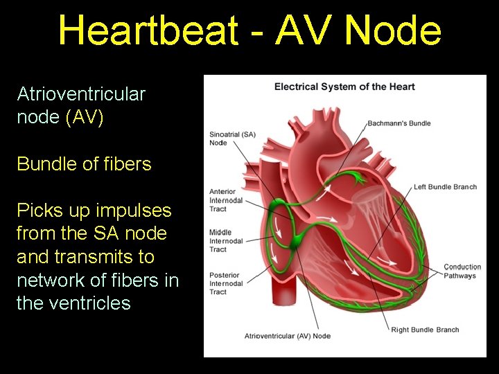 Heartbeat - AV Node Atrioventricular node (AV) Bundle of fibers Picks up impulses from