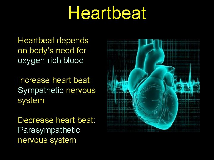Heartbeat depends on body’s need for oxygen-rich blood Increase heart beat: Sympathetic nervous system