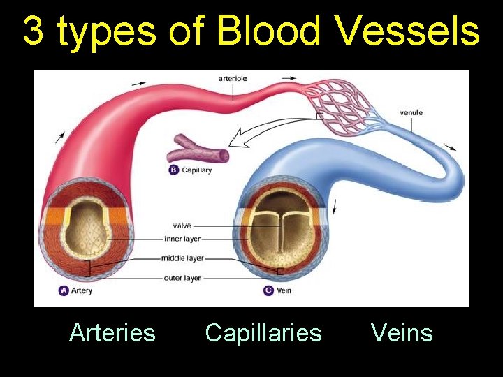 3 types of Blood Vessels Arteries Capillaries Veins 