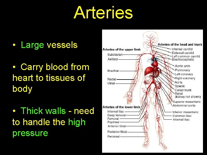 Arteries • Large vessels • Carry blood from heart to tissues of body •