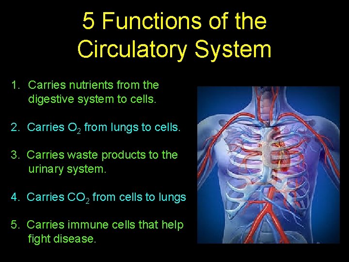 5 Functions of the Circulatory System 1. Carries nutrients from the digestive system to