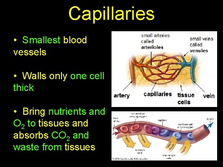 Capillaries • Smallest blood vessels • Walls only one cell thick • Bring nutrients