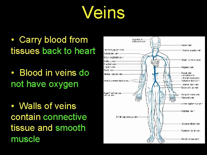 Veins • Carry blood from tissues back to heart • Blood in veins do