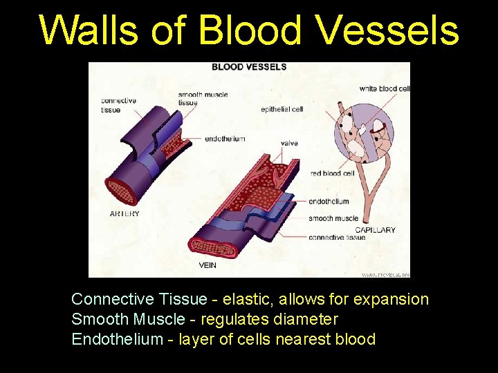 Walls of Blood Vessels Connective Tissue - elastic, allows for expansion Smooth Muscle -