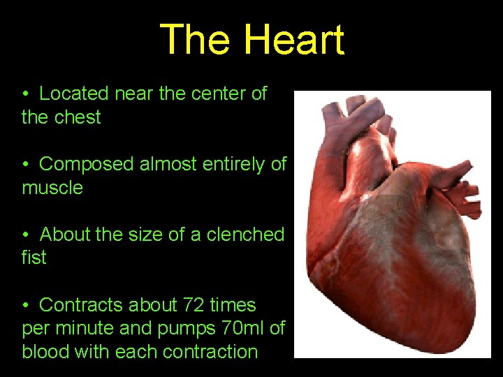 The Heart • Located near the center of the chest • Composed almost entirely