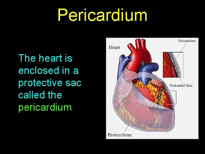 Pericardium The heart is enclosed in a protective sac called the pericardium 