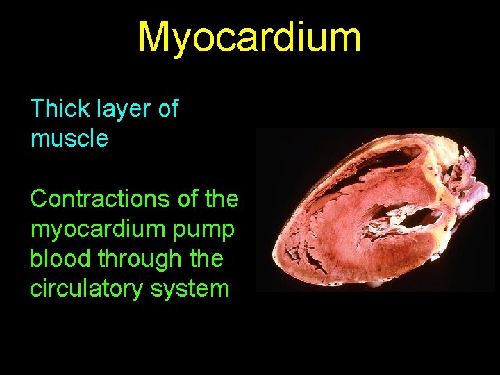 Myocardium Thick layer of muscle Contractions of the myocardium pump blood through the circulatory