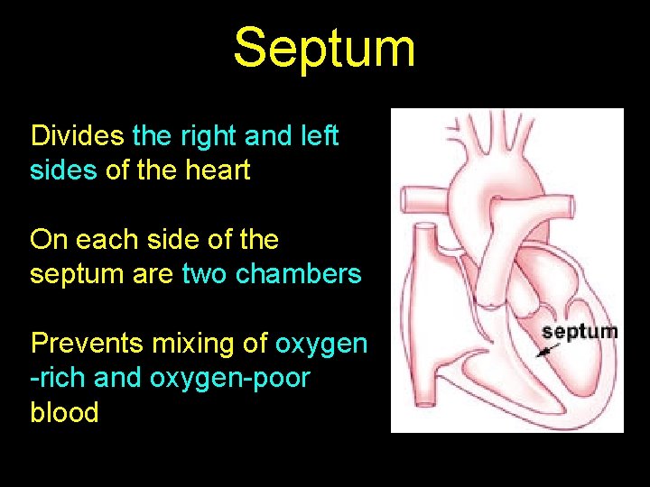 Septum Divides the right and left sides of the heart On each side of