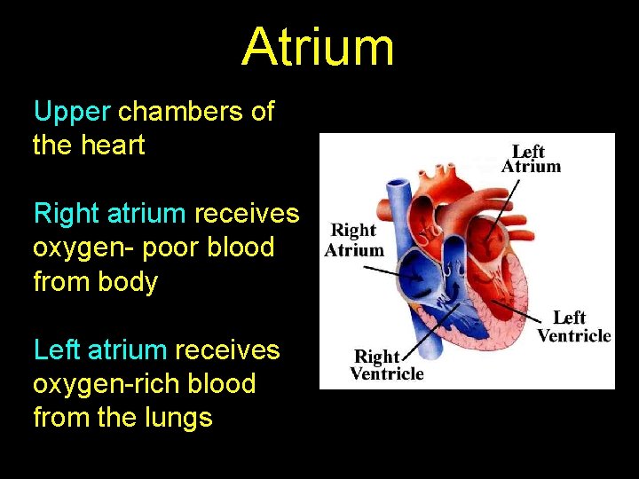 Atrium Upper chambers of the heart Right atrium receives oxygen- poor blood from body