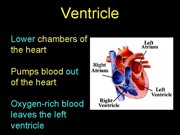 Ventricle Lower chambers of the heart Pumps blood out of the heart Oxygen-rich blood