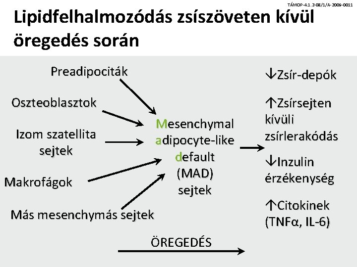 TÁMOP-4. 1. 2 -08/1/A-2009 -0011 Lipidfelhalmozódás zsíszöveten kívül öregedés során Preadipociták Zsír-depók Oszteoblasztok Mesenchymal