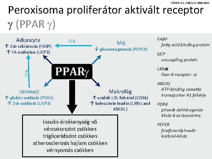 TÁMOP-4. 1. 2 -08/1/A-2009 -0011 Peroxisoma proliferátor aktivált receptor (PPAR ) Adipocyta Zsír raktározás