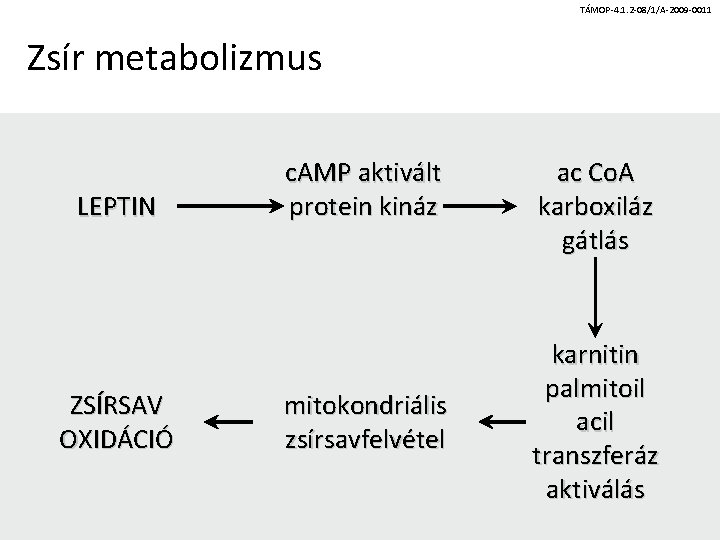 TÁMOP-4. 1. 2 -08/1/A-2009 -0011 Zsír metabolizmus LEPTIN ZSÍRSAV OXIDÁCIÓ c. AMP aktivált protein