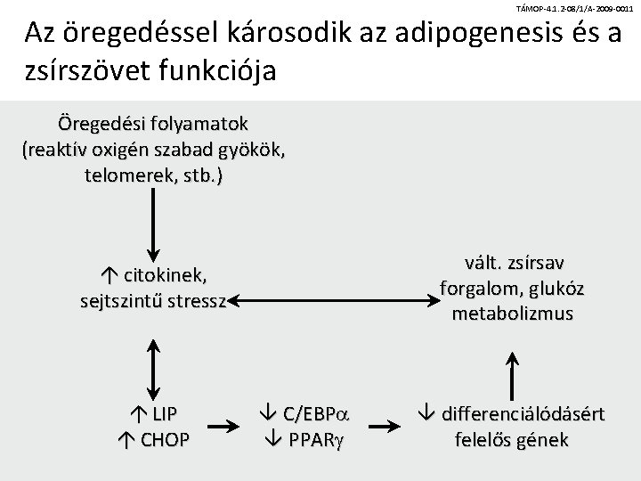 TÁMOP-4. 1. 2 -08/1/A-2009 -0011 Az öregedéssel károsodik az adipogenesis és a zsírszövet funkciója