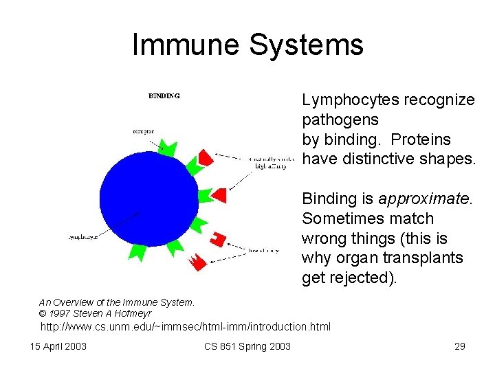 Immune Systems Lymphocytes recognize pathogens by binding. Proteins have distinctive shapes. Binding is approximate.